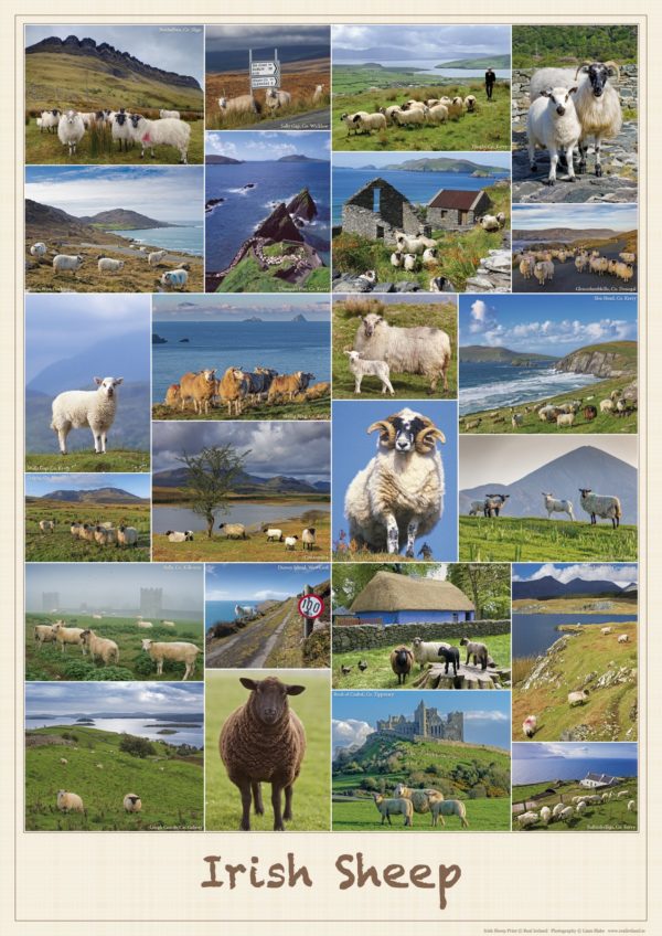 Irish Sheep Poster-Print